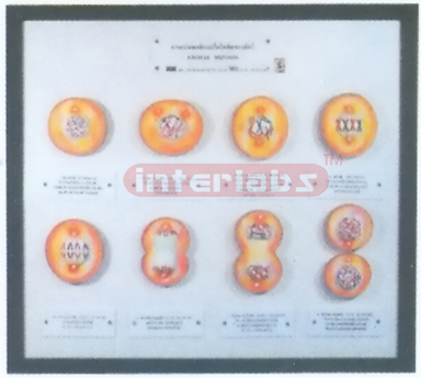 ANIMAL CELL MITOSIS MODELS